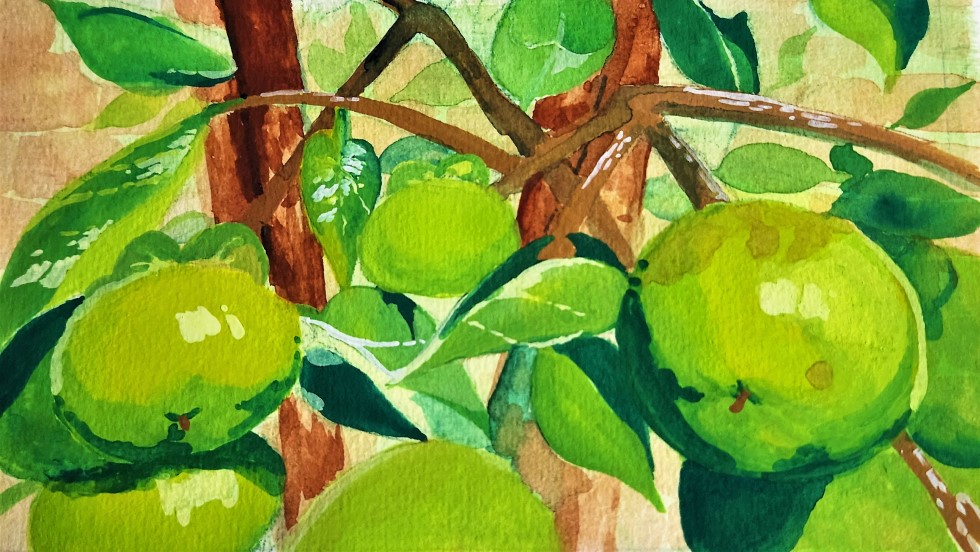Description: A gouache painting primarily in greens and some browns, it depicts some still unripe persimmons dangling from branches.